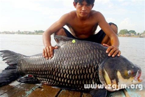 夢見大魚|夢見抱著大魚，夢到抱著大魚是什麽意思？